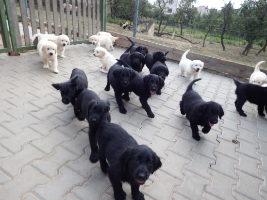 Flat Coated Retriever & Golden retriever
