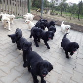 Flat Coated Retriever & Golden retriever