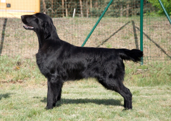 LIVE LAUGH LOVE Oasis Of Peace - Flat Coated retriever