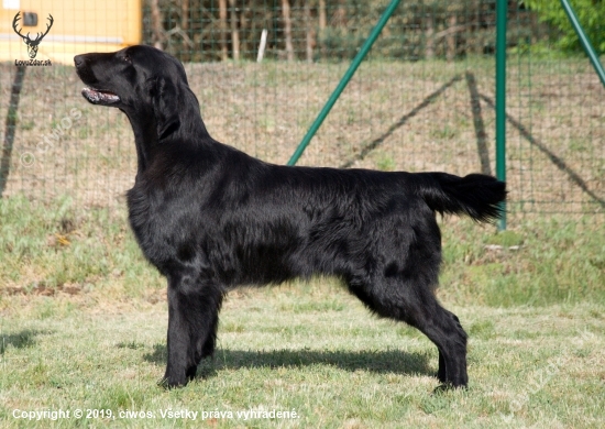 LIVE LAUGH LOVE Oasis Of Peace - Flat Coated retriever