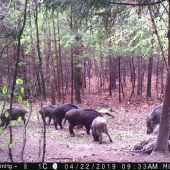 Tohtoročné prírastky