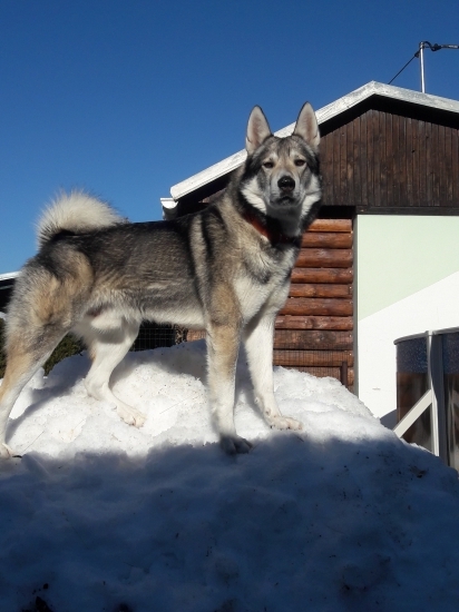 Argo