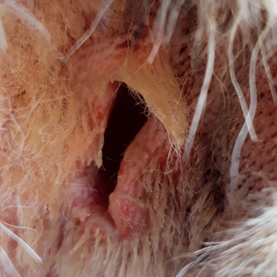 Včerajšia dohľadávka diviaka