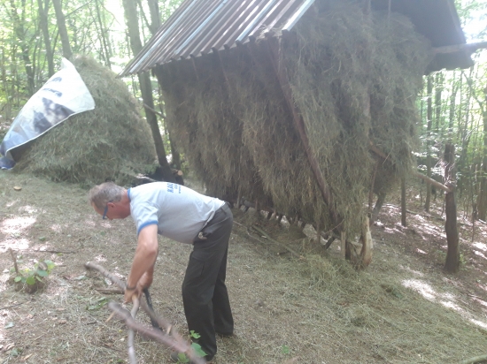 Príprava sena na zimu