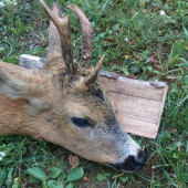 nahodná raritka 2017