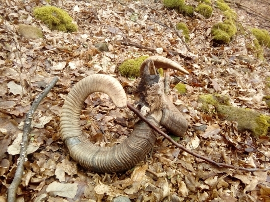 Nájdený v pohone ...