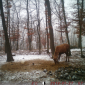 Siláž mu zavoniala