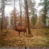 Veterán na troch nohách