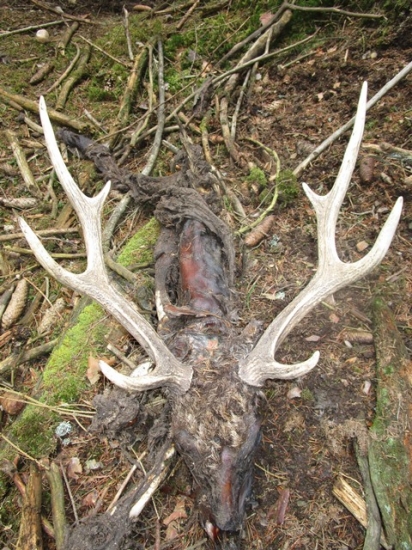 Smutný sičí konec