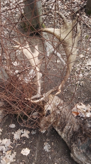 prehral boj z pletivem