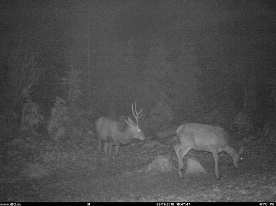 žeby prvé parožie?