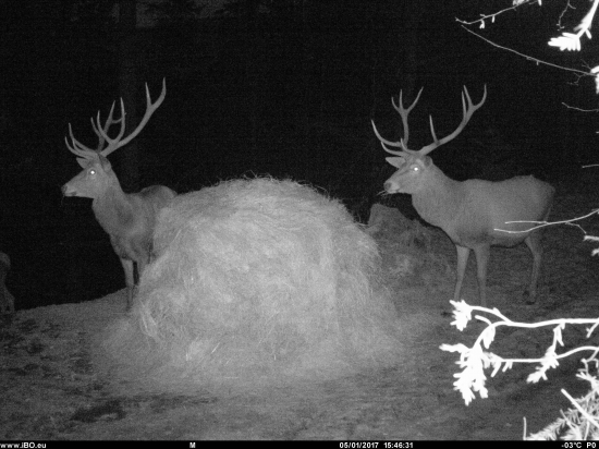 niekto prichádza, utekajme,idú zberači- žeby išli na jahody???