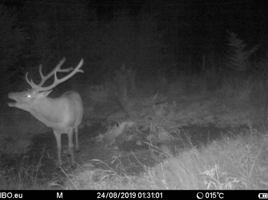 ohlásil svoj príchod na rujovisko