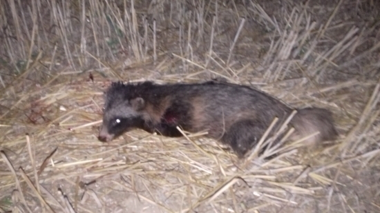 Steniatko