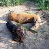 Prvá a hneď aj úspešná dohladávka