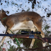 Moja prvá muflonia zver