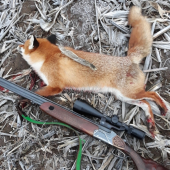 Na kukuričnom strnisku