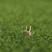 Hra na schovávačku