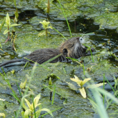 nutria riečna