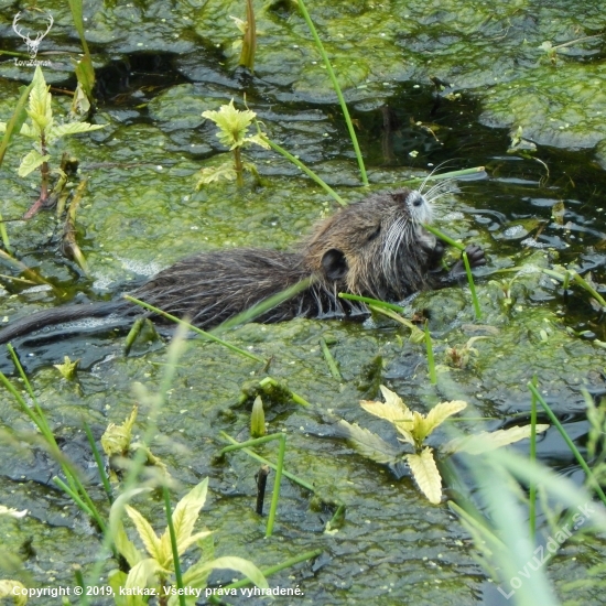 nutria riečna