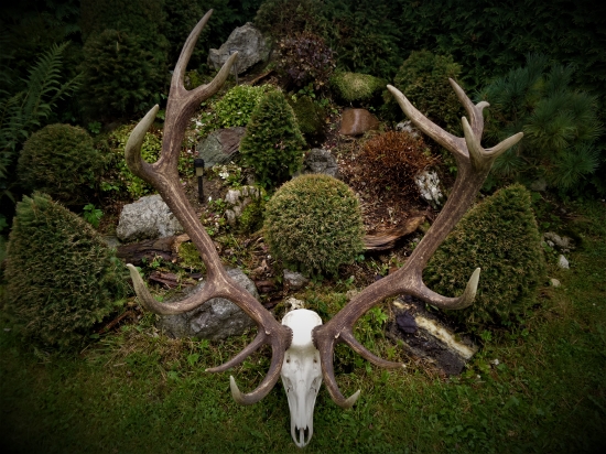 Silná jelenia trofej...