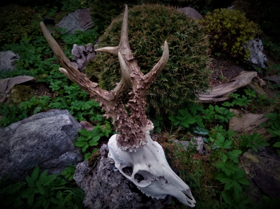 Silná srnčia trofej...