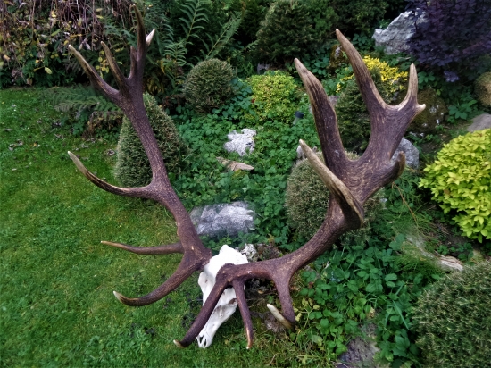 Zlatá jelenia trofej...