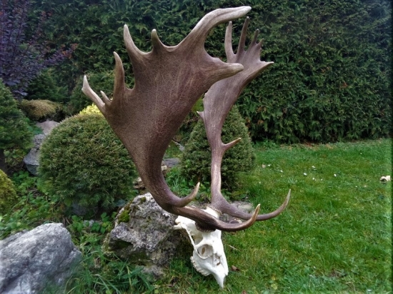 Silná trofej daniela...