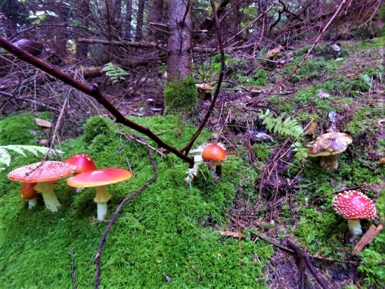 Partia dobrých a zlých.)