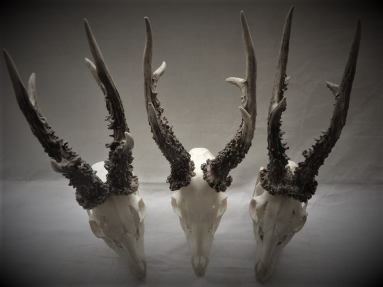 Kvalitné srnčie trofeje...