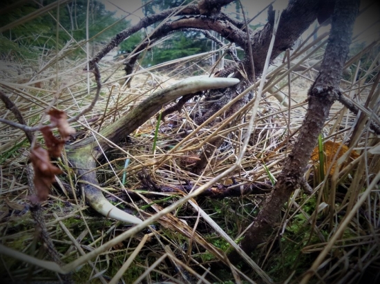 Na okraji mladiny...