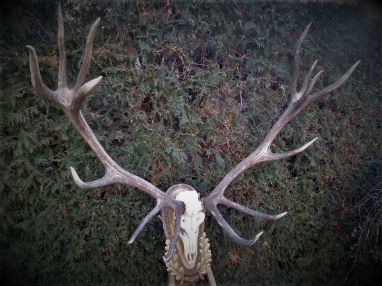 Pekná jelenia trofej...