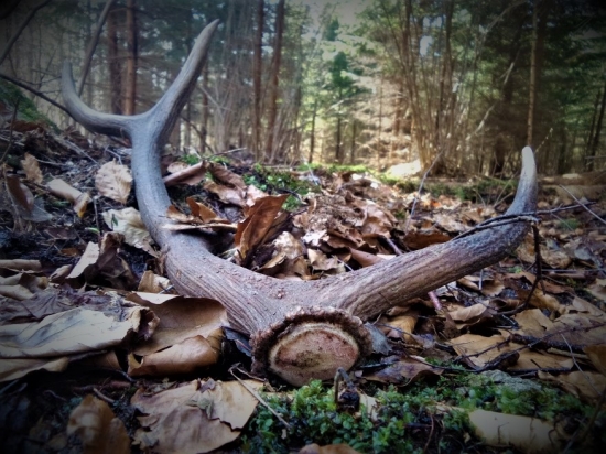 Prechádzka jarnou prírodou...