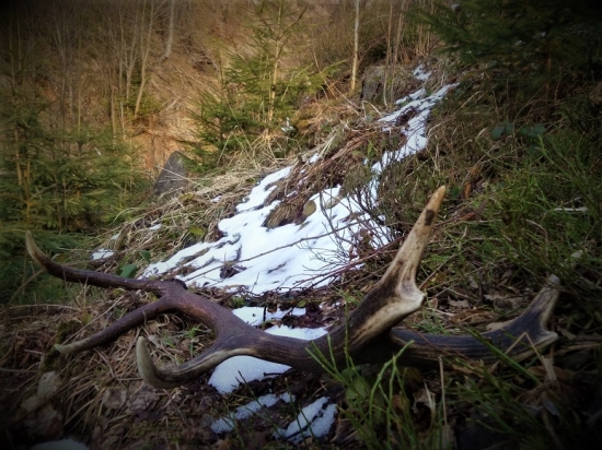 Nad horským potokom...