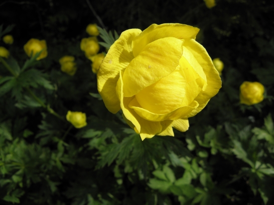 ŽLTOHLAV NAJVYŠŠÍ