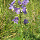 VOJNOVKA BELASÁ