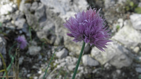 CESNAK PAŹITKOVÝ ALPINSKÝ