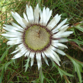 KRASOVLAS