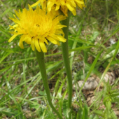 PÚPAVEC