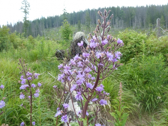 MLIEČNIVEC ALPÍNSKY