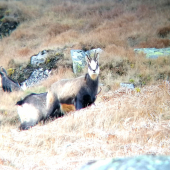 Nečakané stretnutie