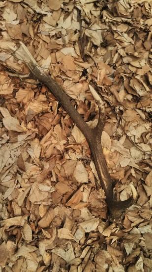 12 tirák na Verchpoľu