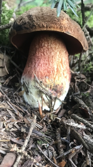 Hríb zrnitohlúbikový