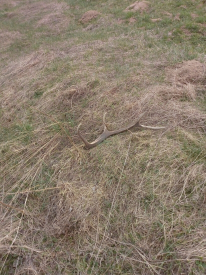 Osmorak prvy od 2017 r