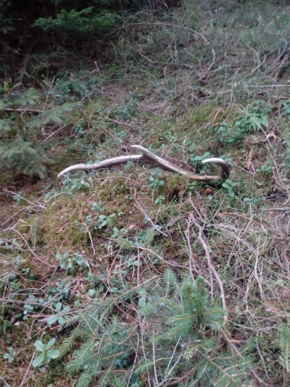 Zabudnuta osma bola potesena