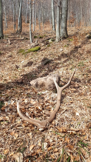 Pekna nedela....16torak