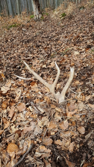 Dohryzeny, ale potesil ...