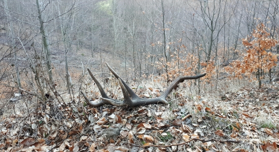 Dohľadaný v rúbani...