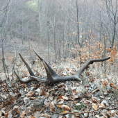 Dohľadaný v rúbani...