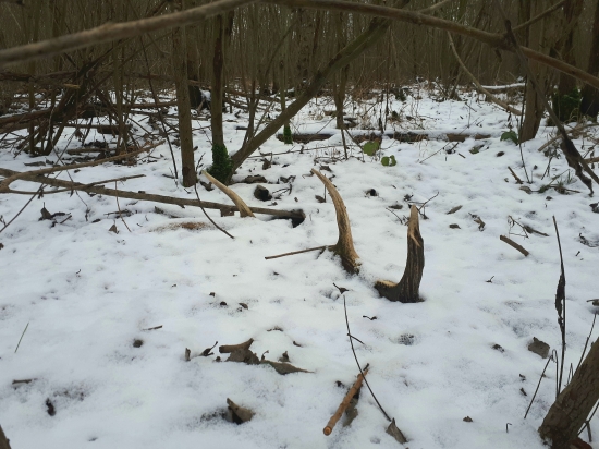 1/2020 ...nehladas - najdes.... minuloročny 8rak